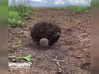 سوسک سرگین قهرمان قدرت در دنیای حشرات است!