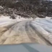 دستگیری عوامل آزار چند قلاده گرگ در شهرستان سوادکوه 