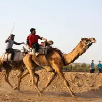 ثبت ملی شتردوانی یزد در دستور کار قرار گرفت