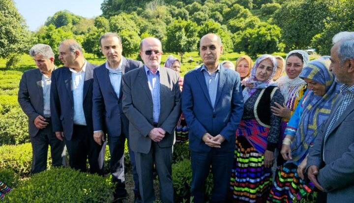 استاندار گیلان: بهزراعی باغات چای جدی گرفته شود