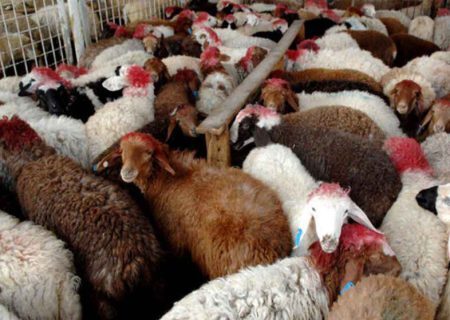 آغاز فاز دوم طرح همزمانسازی فحلی دام سبک در کرمانشاه