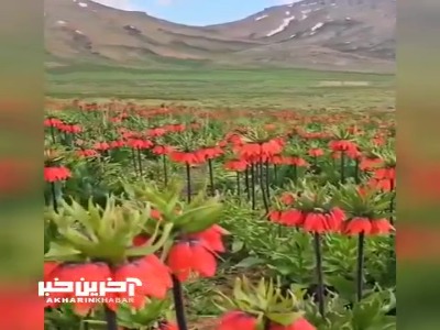 دشت لالههای واژگون در زاگرس