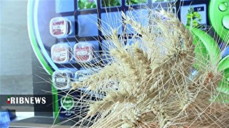 برداشت ۲۵ هزار تُن گندم در استان قم