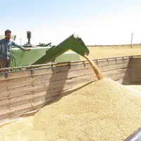 برداشت گندم و کلزا در شادگان آغاز شد