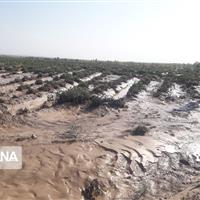 خسارت ۴۰ هزار میلیارد ریالی حوادث طبیعی به کشاورزی خراسان‌شمالی