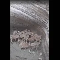 ماجرای گرفتار شدن ۲۷ حیوان زبان‌بسته درون یک گودال