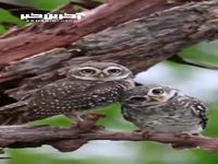 جغدها در حال تماشای دوربین