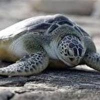 ثبت دومین تخم‌گذاری لاک‌پشت زیتونی در سواحل پارک ملی دریایی نای‌بند