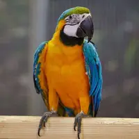 طوطی علاقه‌مند به نان بربری در جزیره کیش