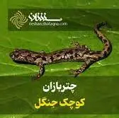 چتربازان کوچک جنگل
