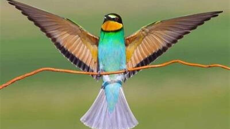 بازداشت عاملان مرگ پرندگان زنبورخوار در پلدختر