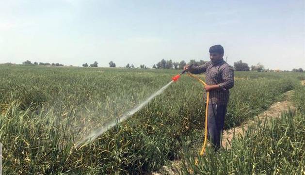 ضرورت سمپاشی مزارع گلستان پس از بارندگیهای بهاری