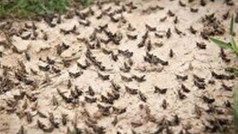 تأمین و توزیع سم برای مقابله با هجوم ملخ کوهاندار تاغ در خراسان جنوبی