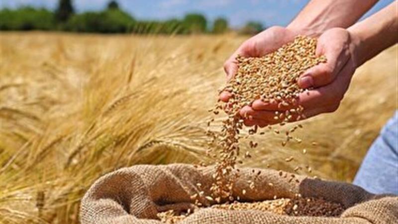 آغاز خرید تضمینی گندم در لرستان