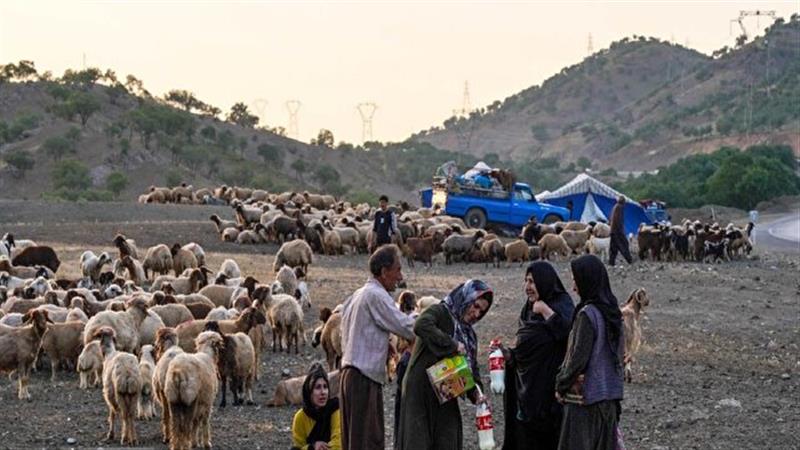 تلاش عشایر سربیشه برای تولید با وجود قهر طبیعت