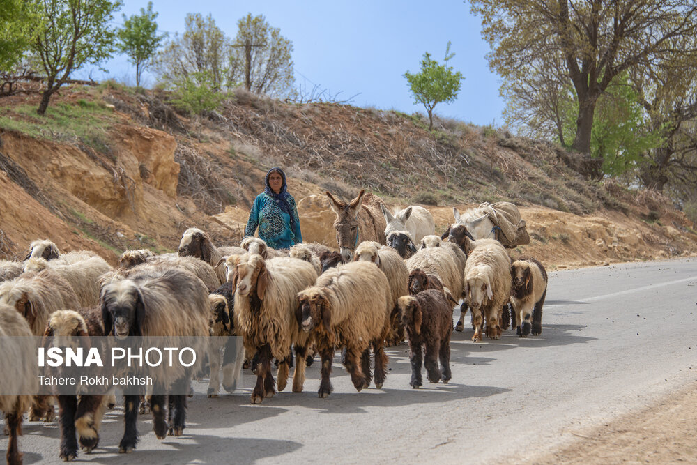 عکس/ کوچ عشایر در قاب رنگ‌ها