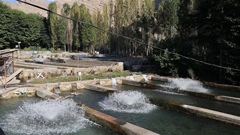 رشد ۲۲ درصدی تولید آبزیان پرورشی در قزوین