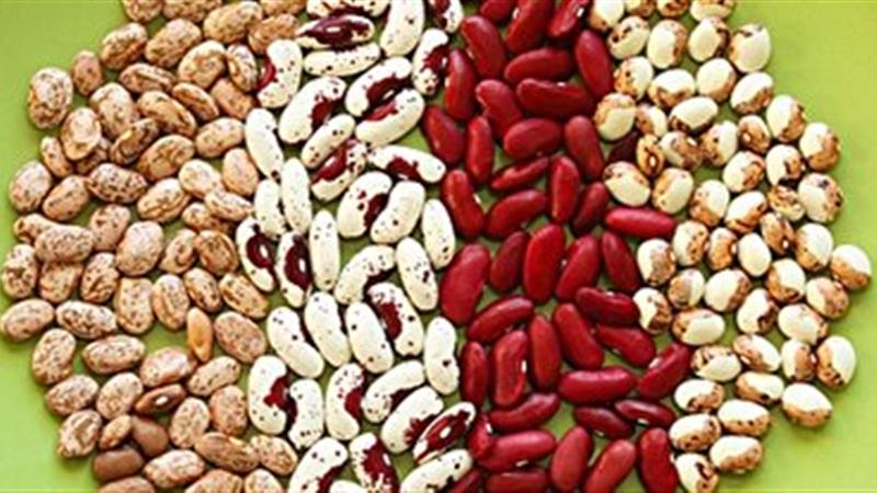 تولید 6 رقم لوبیای جدید در مرکز تحقیقات کشاورزی خمین