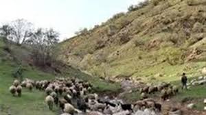 مجروح شدن یک دامدار ۲۰ ساله بر اثر حمله خرس