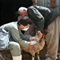 آغاز واکسیناسیون طاعون و تب مالت در سلسله