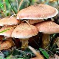 از مصرف قارچ های خودرو خودداری کنید