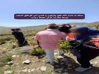 نسل‌کُشی لاله‌ها در دشت سپیدان