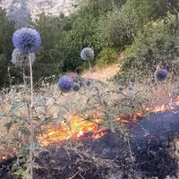 ۶۵۸ هکتار از مراتع همدان پارسال طعمه آتش شد