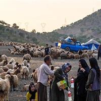 تلاش عشایر سربیشه برای تولید با وجود قهر طبیعت