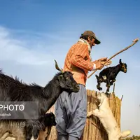 عکس/ کوچ عشایر در قاب رنگ‌ها