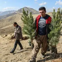 بیابان‌زدایی در خراسان شمالی با کاشت ۷۷۰ هزار نهال سازگار