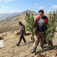 بیابان‌زدایی در خراسان‌شمالی با کاشت ۷۷۰ هزار نهال سازگار