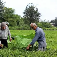 خرید تضمینی برگ‌ سبز چای در گیلان آغاز شد