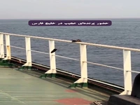 پرنده‌ای با بال‌های عجیب در خلیج فارس!
