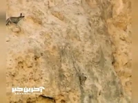 فرار بز از دست روباه