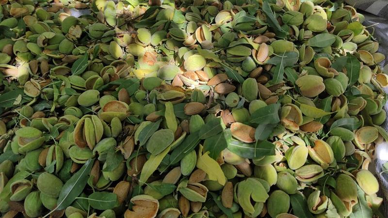 بادام مقاوم به خشکی با فعالیت آنزیمهای آنتیاکسیدانی بالا شناسایی شد