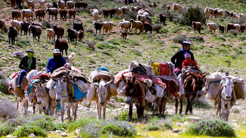 آغاز کوچ بهاره عشایر در لرستان