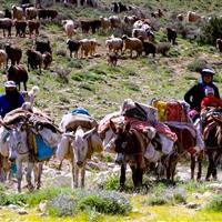 آغاز کوچ بهاره عشایر در لرستان