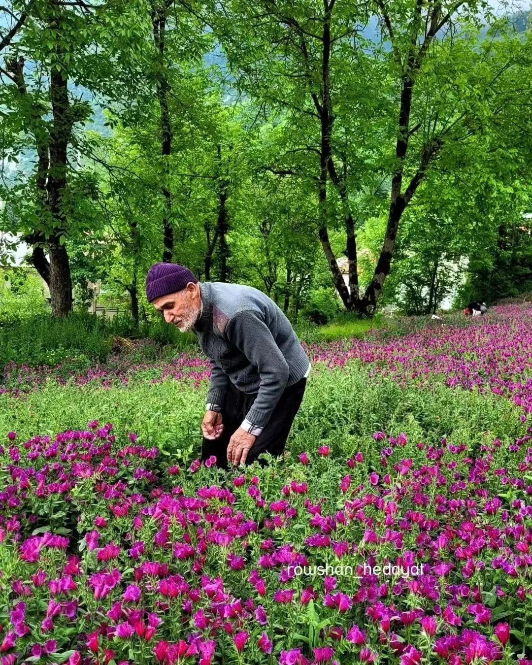 برداشت گل گاوزبان در اشکورات گیلان‌ 