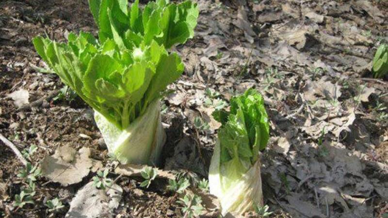 ردّپای جویندگان سود در معدن طلای سبز زاگرس