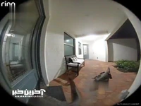 تلاش تمساح‌ها برای باز کردن در یک خانه!