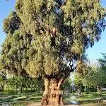 سرو کهنسال مهریز نماد تاریخ و طبیعت استان یزد