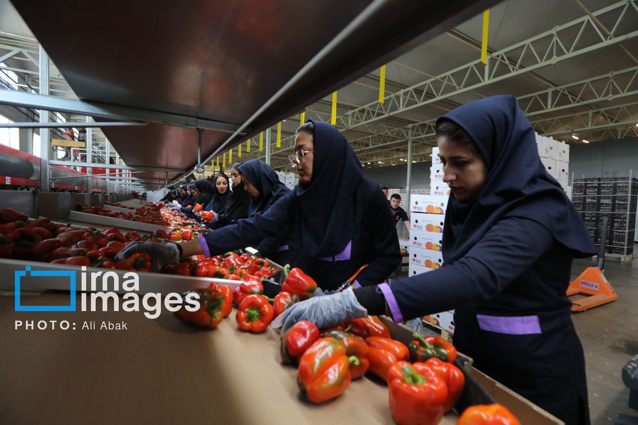 «کارگران»؛ تلاشگران عرصه تولید
