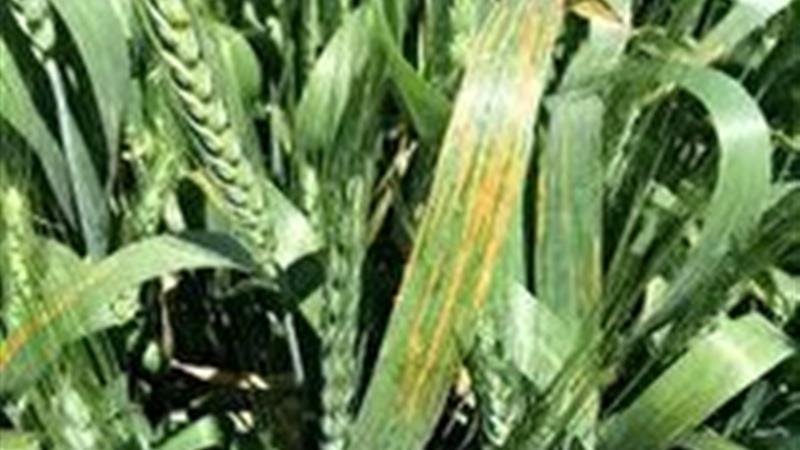 احتمال شیوع بیماریهای باکتریایی برگ گندم و جو در مزارع چهارمحال و بختیاری