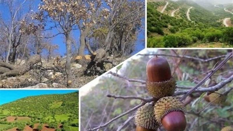 شناسایی شتههای مضر بلوط در جنگلهای چهارمحال و بختیاری