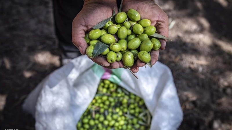 میانگین تولید سالانه زیتون در طارم حدود ۵۰ هزار تن است