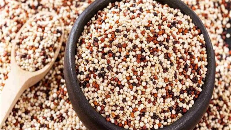 «کینوا»، گیاهی مناسب برای کشت در چهارمحال و بختیاری