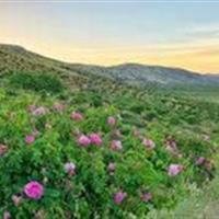 پیش بینی برداشت هزار تن گل محمدی در چهارمحال و بختیاری