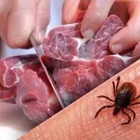 توصیه‌های دامپزشکی یاسوج برای پیشگیری از بیماری تب کریمه