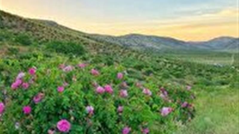 پیش‌بینی برداشت هزار تن گل محمدی در چهارمحال و بختیاری