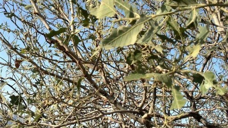 هجوم «کرم برگخوار» به قلب بلوطستان